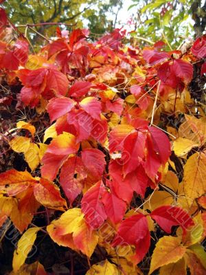 Red autumn leaves of the twisted plant