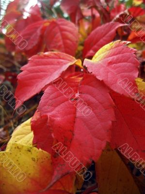 Red autumn leaves of the twisted plant