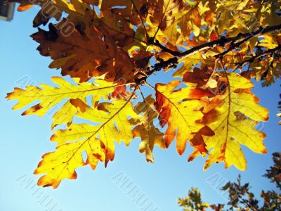 Red and yellow oak leaves on the branch