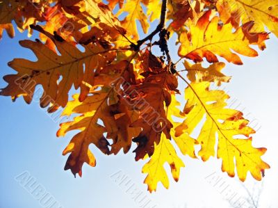 Red and yellow oak leaves on the branch