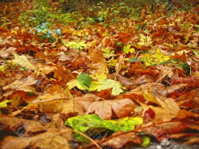 Carpet from the fallen maple leaves on the ground