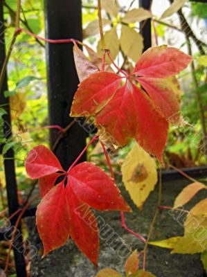 Red autumn leaves of the twisted plant