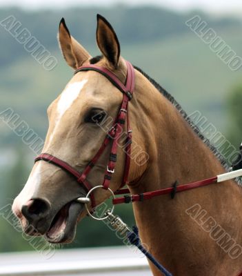 Profile of a beautiful  horse.