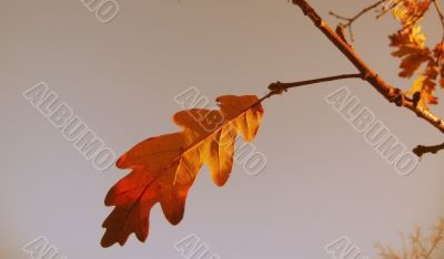 Red and yellow oak leaves on the branch