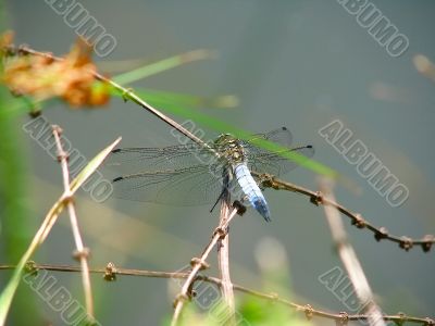 dragonfly