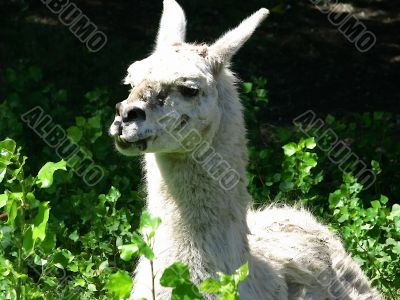 The lama