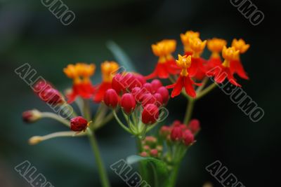orange red flower from rain forest