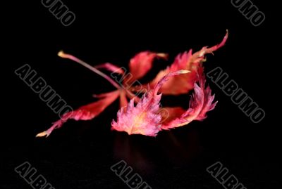 Vibrant red leaf on black background