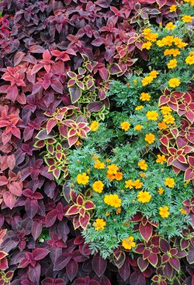 Closeup Ground Covering Plants