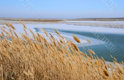 Dry Reeds in the Winter