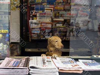 owner of the newsstand