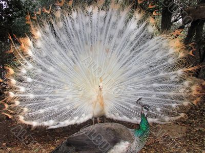 Albino Peacock
