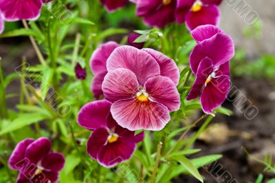 flowers on a sunny day