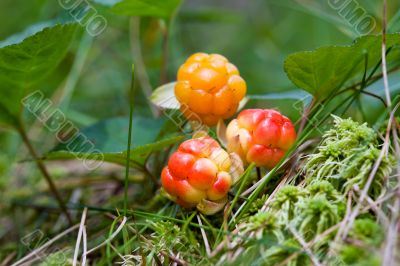 Cloud berries on a bog close up in summer