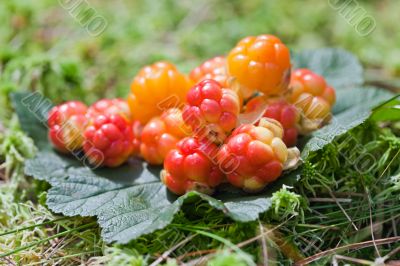 Cloud berries on a bog close up in summer