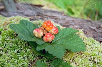 Cloudberry closeup in summer. Fresh wild fruit