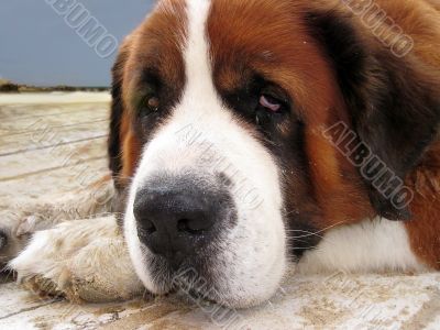 Portrait of a dog with sad eyes