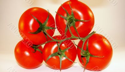 tomatoes 