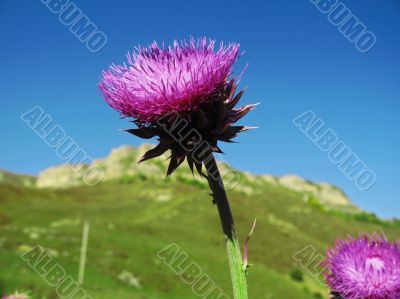 Flower with a rose pins and mountain background