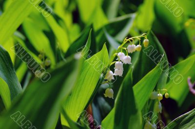 Lily-of-the-valley 