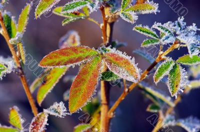 Frost leaves, frozen leaves at the morning.