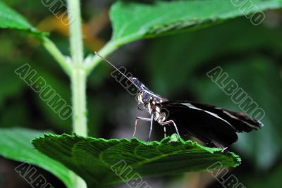 black butterfly