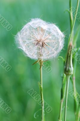 nice big blowball nice big blowball