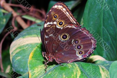 big brown butterfly big brown butterfly