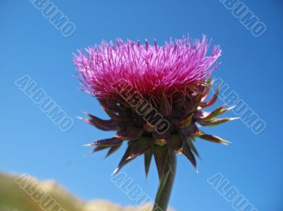 Flower with a rose pins and blue sky background