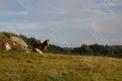 Horse Horse