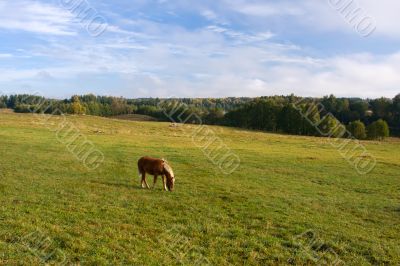 Horse Horse