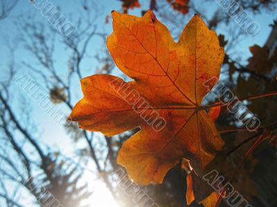 Lonely red leaf on the autumn tree