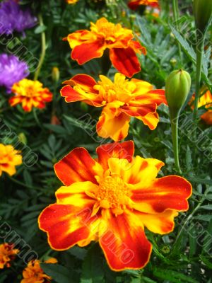A beautiful flowers of Tagetes