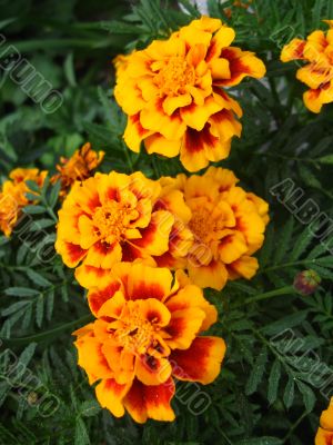 A beautiful flowers of Tagetes