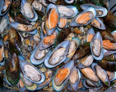 marine mussels