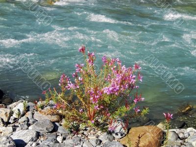 Pink flower on the bank of the river