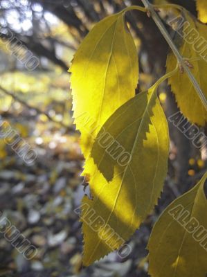 Green and yellow leaves on the autumn tree