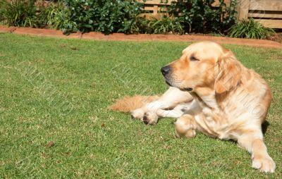 Golden retriever