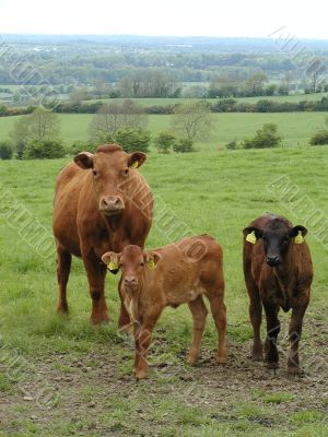 Cow family