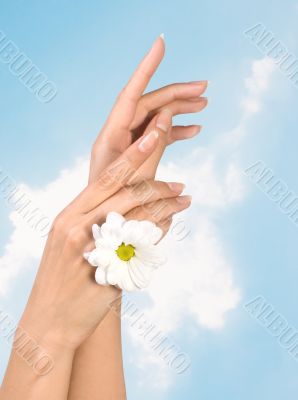 female hands with flower