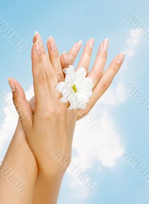 female hands with flower