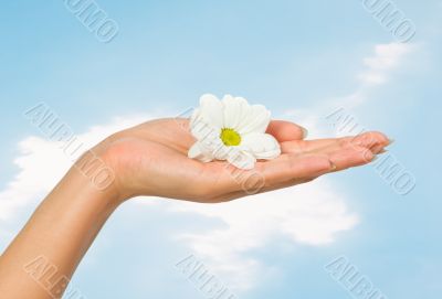 beautiful female hand with flower