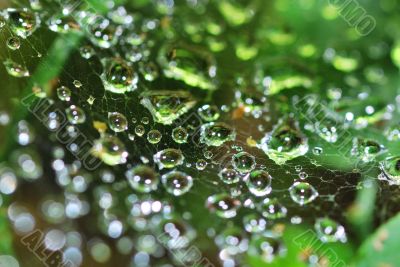 water droplets in the cobweb