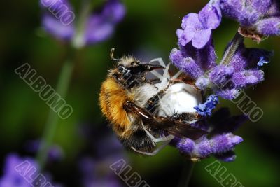 small spider eats bumble