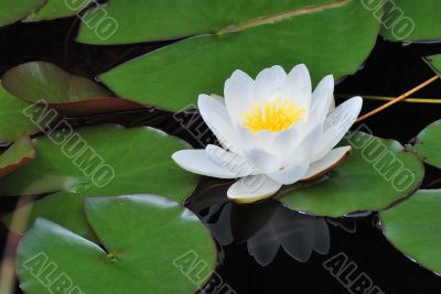 lily bloomed with reflection