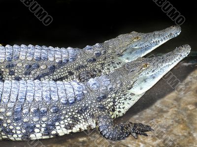 two crocodile