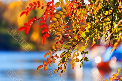 Leaves on tree with  beautifuliy  blurred background