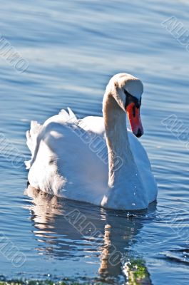 White swan on pond at  sunrise