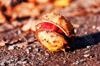 Single chestnut in the autumn forest 
