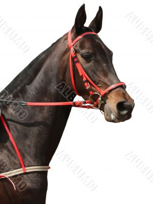 Beautiful horse on white background. 